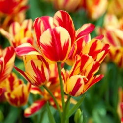 Tulipan Wonder Club - GIGA paczka! - 250 szt.