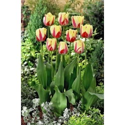 Tulipan World Expression - duża paczka! - 50 szt.