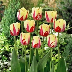 Tulipan World Expression - 5 szt.