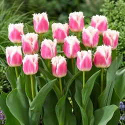 Tulipan Hawaii - GIGA paczka! - 250 szt.
