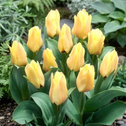 Tulipan Mieke Telkamp - duża paczka! - 50 szt.