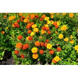 Aksamitka rozpierzchła - Tagetes patula - mieszanka - nadaje się również na poplon - 1 kg