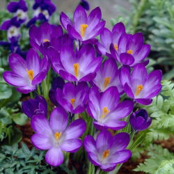 Krokus Ruby Giant - duża paczka! - 200 szt.