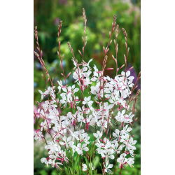 Gaura - Gaura lindheimeri - 30 nasion
