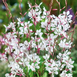 Gaura - Gaura lindheimeri - 30 nasion