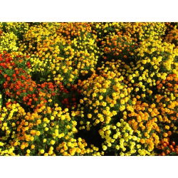 Aksamitka rozpierzchła - Tagetes patula - mieszanka - nadaje się również na poplon - 1 kg