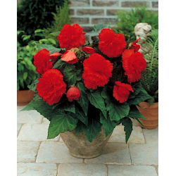 Begonia strzępiasta Fimbriata - czerwona - 2 bulwy