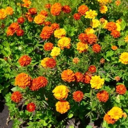 Aksamitka rozpierzchła - Tagetes patula - mieszanka - nadaje się również na poplon - 1 kg