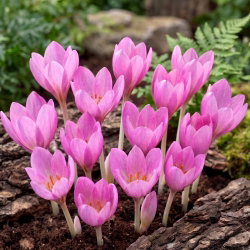 Krokus Jesienny Zonatus - GIGA paczka! - 500 szt.