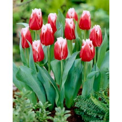 Tulipan Canasta - duża paczka! - 50 szt.