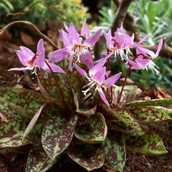 Psiząb Purple King - op. 1 szt.