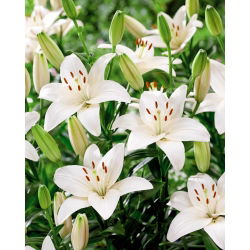 Lilia - White County - GIGA paczka! - 50 szt.