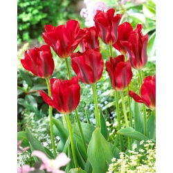 Tulipan Red Springgreen - 5 szt.