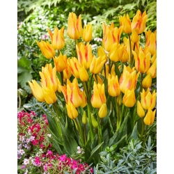 Tulipan Royal Georgette - 5 szt.