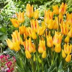 Tulipan Royal Georgette - duża paczka! - 50 szt.