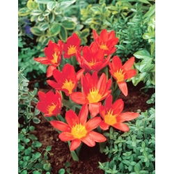 Tulipan Scarlet Baby - 5 szt.