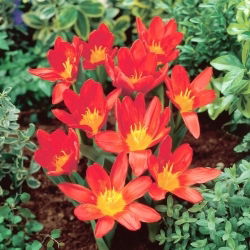 Tulipan Scarlet Baby - duża paczka! - 50 szt.