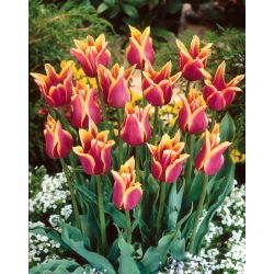 Tulipan Sonnet - 5 szt.