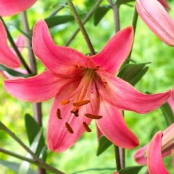 Lilia tygrysia - Pink Flight - GIGA paczka! - 50 szt.