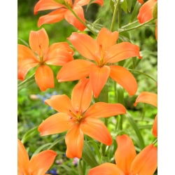 Lilia - Mandarin Star - bezpyłkowa, idealna do wazonu! - GIGA paczka! - 50 szt.