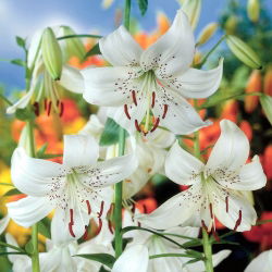 Lilia tygrysia - White Twinkle - GIGA paczka! - 50 szt.