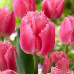 Tulipan Cacharel - GIGA paczka! - 250 szt.