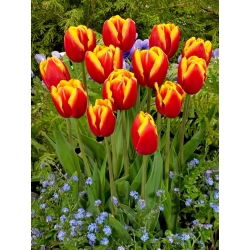 Tulipan Dow Jones - 5 szt.