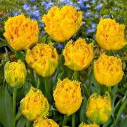 Tulipan Mon Amour - 5 szt.
