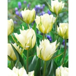 Tulipan White Valley - duża paczka! - 50 szt.