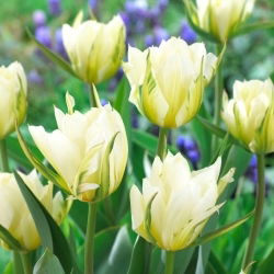 Tulipan White Valley - GIGA paczka! - 250 szt.