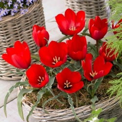 Tulipan wilsoniana - 5 szt.