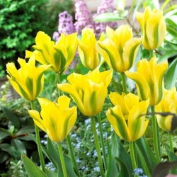 Tulipan Yellow Springgreen - 5 szt.