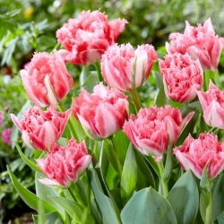 Tulipan Crispion Sweet - 5 szt.