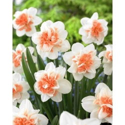 Narcyz Easter Beauty - 5 szt.