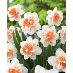 Narcyz Easter Beauty - GIGA paczka! - 250 szt.