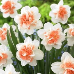 Narcyz Easter Beauty - 5 szt.