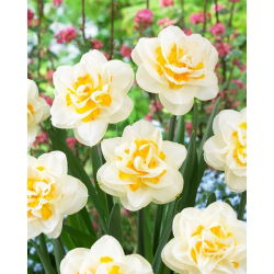Narcyz Fragrant Jewel - duża paczka! - 50 szt.