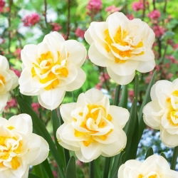 Narcyz Fragrant Jewel - 5 szt.