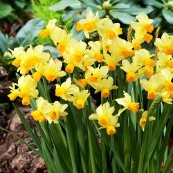Narcyz Spring Sunshine - 5 szt.