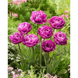 Tulipan Blue Diamond - GIGA paczka! - 250 szt.
