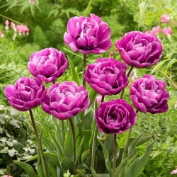 Tulipan Blue Diamond - 5 szt.