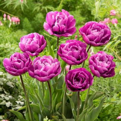 Tulipan Blue Diamond - GIGA paczka! - 250 szt.