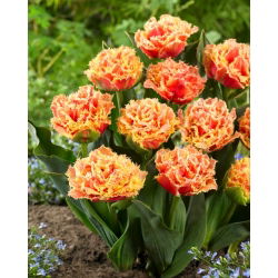 Tulipan Brisbane - GIGA paczka! - 250 szt.