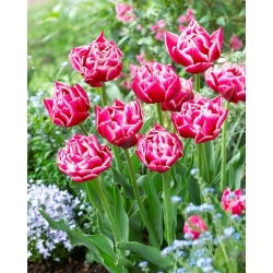 Tulipan Columbus - 5 szt.