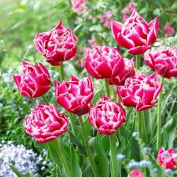 Tulipan Columbus - 5 szt.