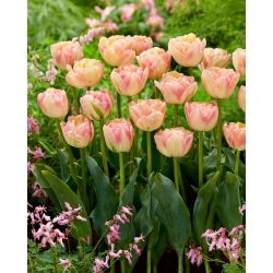 Tulipan Creme Upstar - 5 szt.