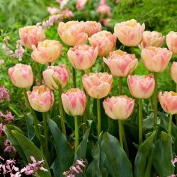 Tulipan Creme Upstar - 5 szt.