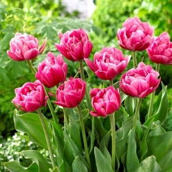 Tulipan Pink Cameo - duża paczka! - 50 szt.