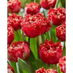 Tulipan Qatar - GIGA paczka! - 250 szt.
