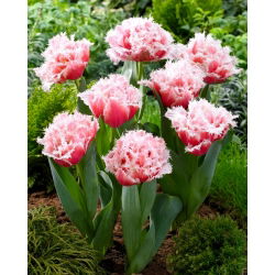 Tulipan Queensland - GIGA paczka! - 250 szt.